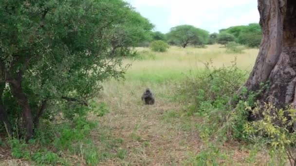 Małpa Siedzi Trawie Zjada Owoce Baobabu Park Narodowy Tarangire Tanzania — Wideo stockowe