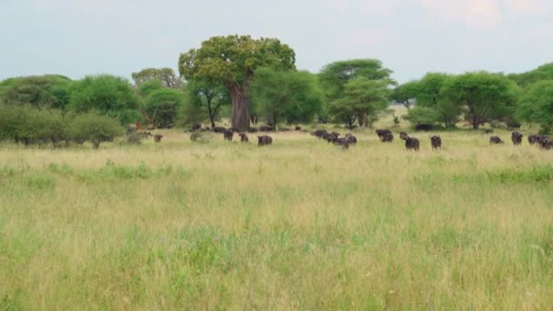 一群水牛栖息在草地上咀嚼着青草 塔兰吉国家公园坦桑尼亚 — 图库视频影像