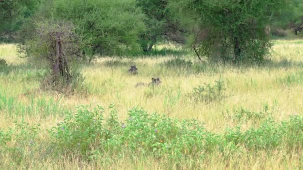 野生のイノシシが牧草地で草を食べます タランジェ国立公園 タンザニア — ストック動画