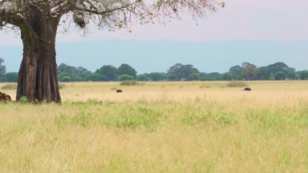 Struzzi Pascolano Nel Prato Parco Nazionale Tarangire Tanzania — Video Stock