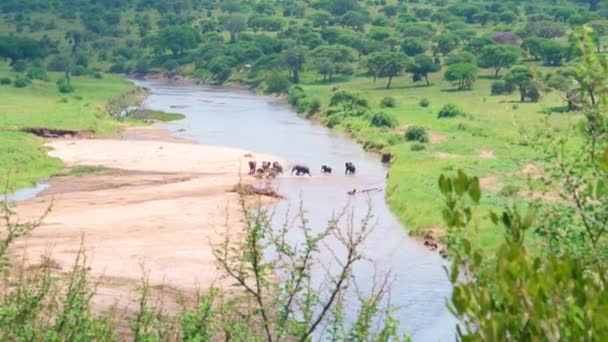 一群大象在河边休息 塔兰吉国家公园坦桑尼亚 — 图库视频影像
