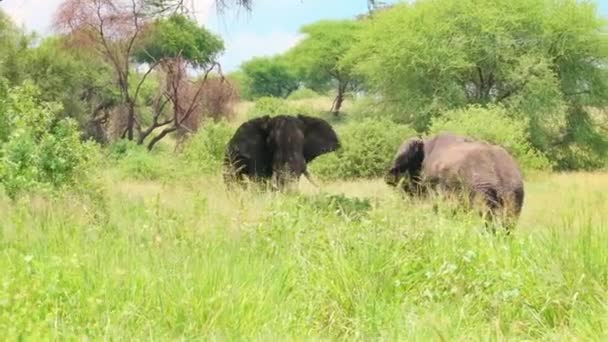 Dos Elefantes Africanos Caminando Uno Hacia Otro Parque Nacional Tarangire — Vídeos de Stock