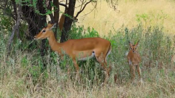 Antilope Con Cucciolo Pascola Nel Prato Parco Nazionale Tarangire Tanzania — Video Stock