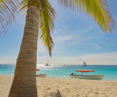 Sahildeki palmiye ağacı denizin arka planında teknelerle