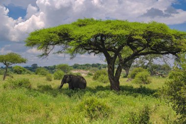 Afrika fili bir akasya ağacının gölgesinde güneşten saklanıyor. Tarangire Ulusal Parkı. Tanzanya
