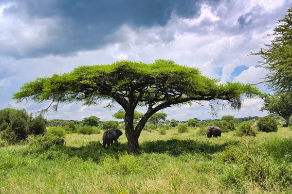 Afrikaanse Olifant Verstopt Zich Voor Zon Schaduw Van Een Acaciaboom — Stockfoto