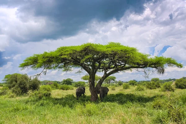 Elefante Africano Escondido Sol Sombra Uma Árvore Acácia Parque Nacional — Fotografia de Stock