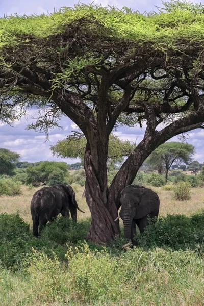 Elefante Africano Escondido Del Sol Sombra Una Acacia Parque Nacional — Foto de Stock
