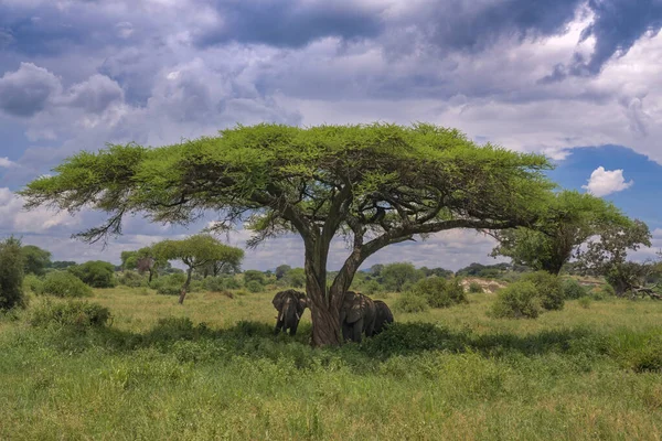 아카시아 그늘에 아프리카코끼리 랑게르 탄자니아 — 스톡 사진