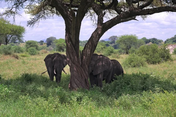 Elefante Africano Escondido Del Sol Sombra Una Acacia Parque Nacional — Foto de Stock