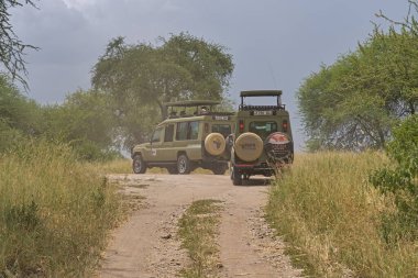 Hayvanları arayan safari arabasındaki turistler... tarangire. tanzanya