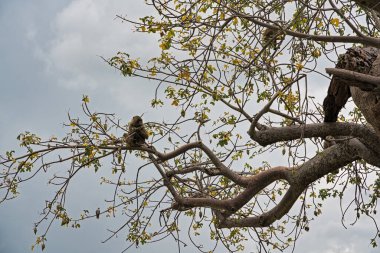 Maymunlar bir baobab ağacının dallarına oturur ve meyve yerler. tarangire. tanzanya