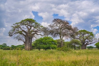 Baobab ağacının yanındaki tarlada otlayan bir bufalo sürüsü. tarangire. tanzanya