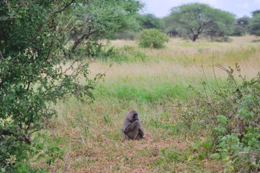 maymun yere oturur ve baobab ağacının meyvesini yer. tarangire. tanzanya