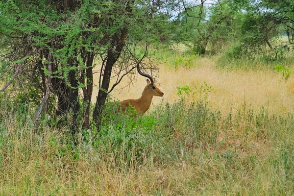 Αντιλόπη Κέρατα Στη Μέση Του Γρασιδιού Απόγευμα Ταρανγκίρι Τανζανία — Φωτογραφία Αρχείου