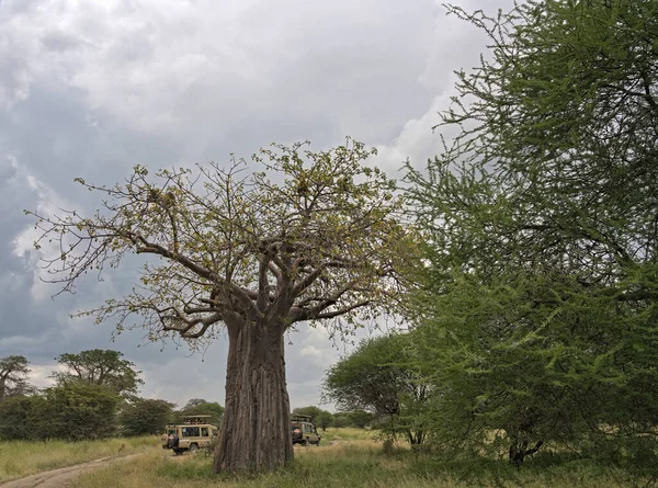 Małpy Siedzą Gałęziach Baobabu Jedzą Owoce Tarangire Tanzania — Zdjęcie stockowe