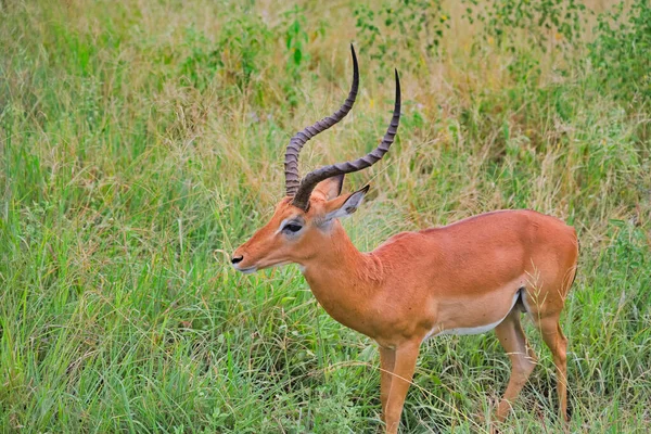 Antylopa Rogami Środku Trawy Południu Tarangire Tanzania — Zdjęcie stockowe