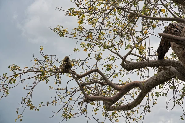Maymunlar bir baobab ağacının dallarına oturur ve meyve yerler. tarangire. tanzanya