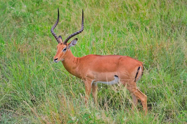 Antylopa Rogami Środku Trawy Południu Tarangire Tanzania — Zdjęcie stockowe