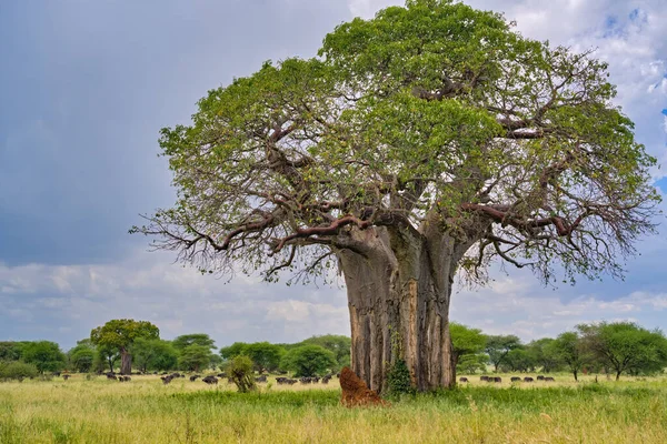 Baobab ağacının yanındaki tarlada otlayan bir bufalo sürüsü. tarangire. tanzanya