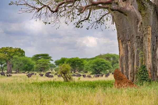 Baobab ağacının yanındaki tarlada otlayan bir bufalo sürüsü. tarangire. tanzanya