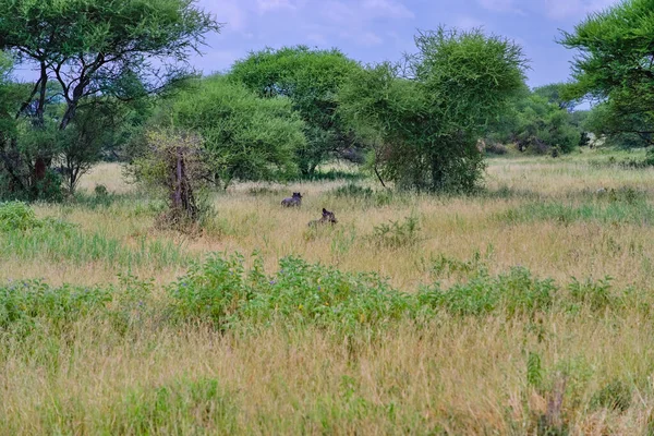 Afrikaanse Wilde Zwijnen Lopen Overdag Het Gras Tarangire Tanzanië — Stockfoto