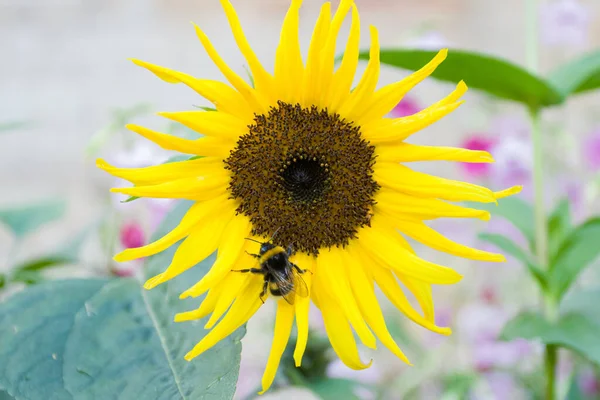 Gelbe Sonnenblumenblume Mit Hummel Einem Sonnigen Tag — Stockfoto