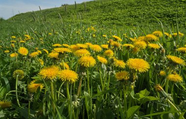 Karahindiba çiçeği tarlası. Yüksek kalite fotoğraf
