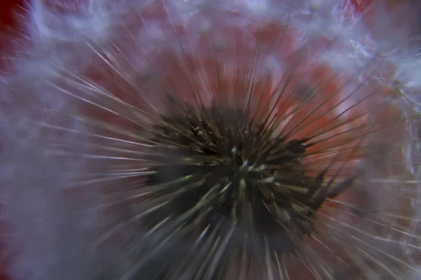 Close Pappus Dandelion Seed — Stock Photo, Image