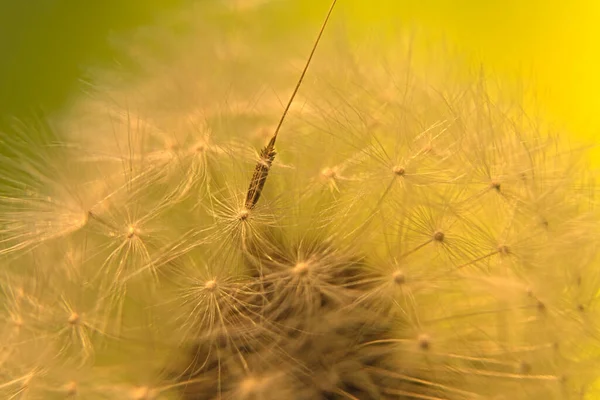 Cerrar Pappus Una Semilla Diente León — Foto de Stock