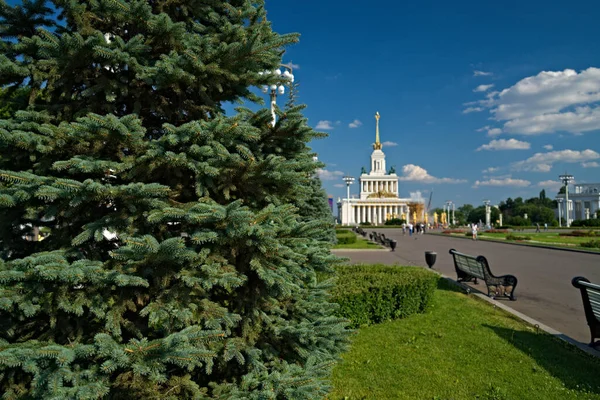 spruce tree in the park on the background of a building on a sunny summer day