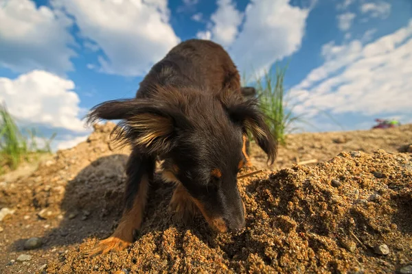 Cachorro Playa Atardecer Ruso Pelo Largo Juguete Terrier —  Fotos de Stock