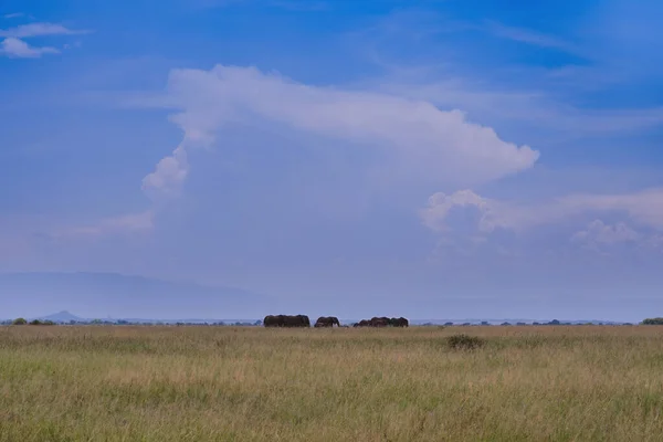 Uma Manada Elefantes Africanos Caminha Entre Grama Savana Parque Nacional — Fotografia de Stock