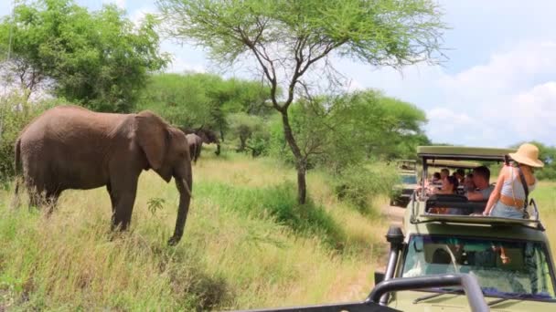 Persone Una Macchina Safari Scattare Una Foto Elefante Tarangire Park — Video Stock