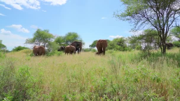 Flock Afrikanska Elefanter Betar Ängen Tannanzania — Stockvideo