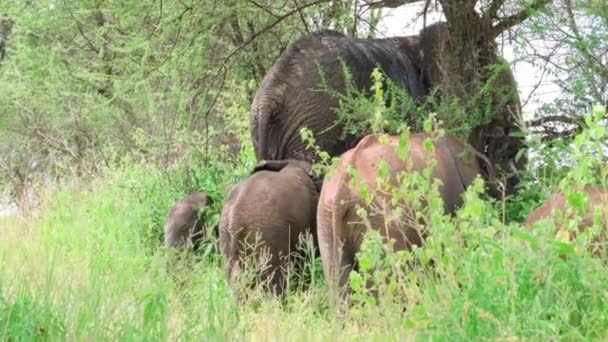 Herd African Elephants Grazing Meadow Tanzania — 图库视频影像