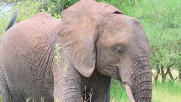 Mladý Africký Slon Trávu Slunečného Dne Tanzanie — Stock video