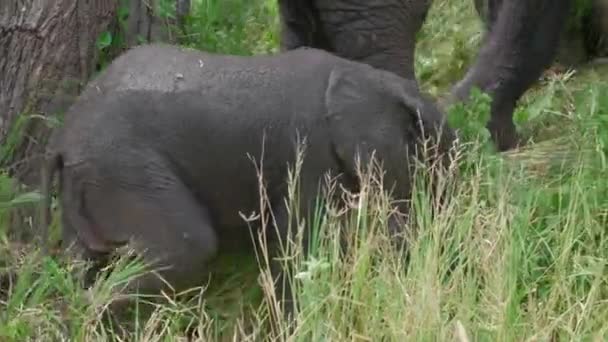 Afrikai Bébi Elefánt Borjú Eszik Füvet Egy Napsütéses Napon Tanzánia — Stock videók