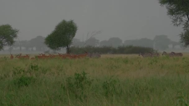 Regn Savannen Zebror Och Antiloper Afrika Tannanzania — Stockvideo