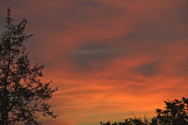 Ağaçların arasından gün doğumunda turuncu bulutlar