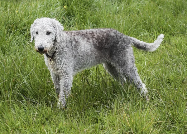 Bedlington Terrier ayakta bir alanda