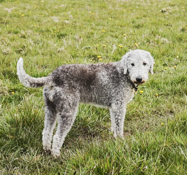 Bedlington Terrier ayakta dik kuyruklu bir alanda