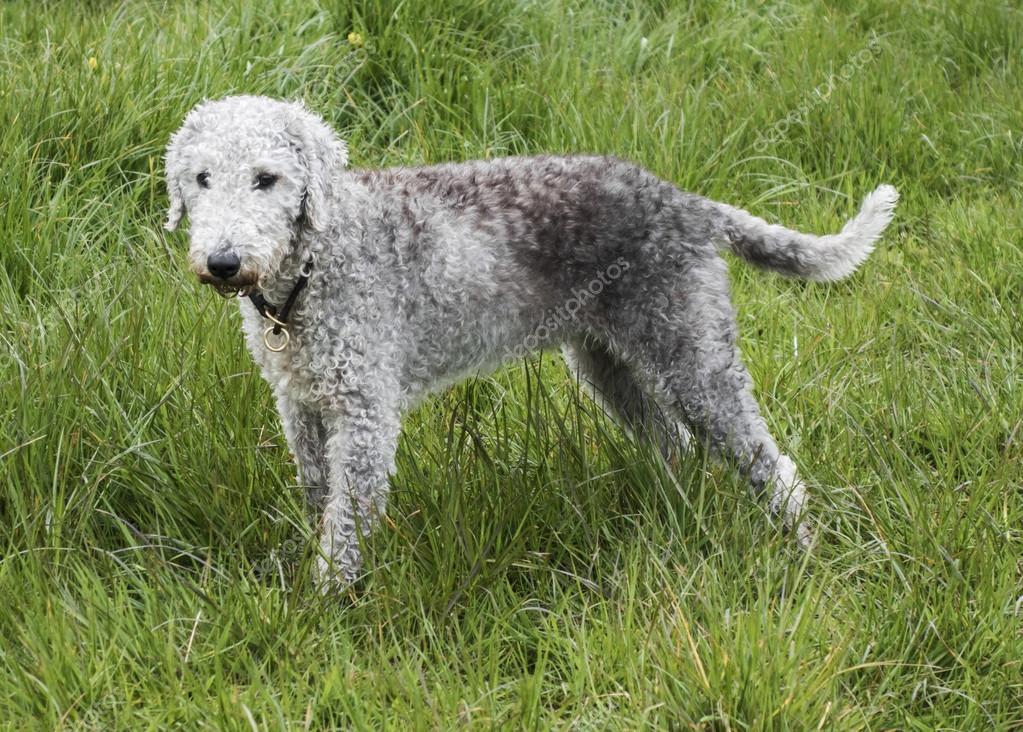 A Bedlington Terrier standing in a field — Stock Photo © joe90