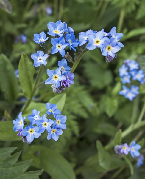 Незабудки, Myosotis avensis цвітіння у Великобританії сад — стокове фото