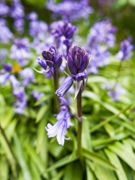 Αγγλική Bluebell Hyacinthoides Scripta Έρχεται Άνθιση Ένα Κήπο Του Ηνωμένου — Φωτογραφία Αρχείου