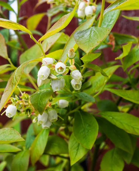 Bir yaban mersini bitkisi, siyanokok, İngiltere 'de bir bahçede çiçek açar..