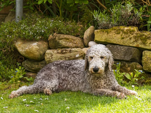 Ağzı açık bir Bedlington teriyeri köpeği gölgede yatıyor.
