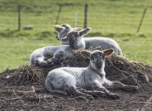 Lambs lrest in field — Stock Photo, Image