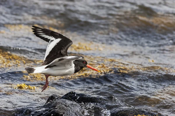 Poyraz kuşugiller, uçuş Haematopus ostralegus