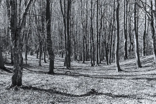 Bosque blanco y negro Imagen De Stock